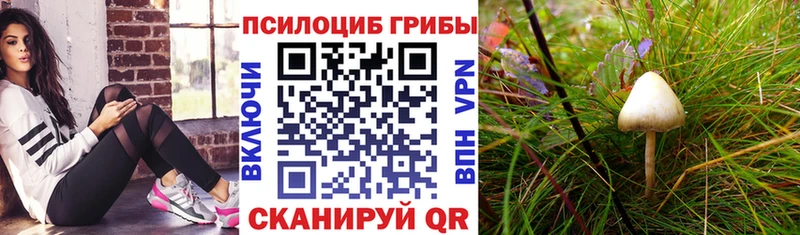 купить наркоту  Большой Камень  Псилоцибиновые грибы Psilocybe 